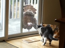 Turkey meets cats